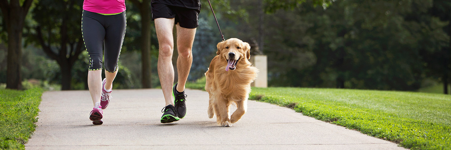 DogWatch Hidden Fences of Arizona, Gilbert, Arizona | Dog Training Products Footer Image Image