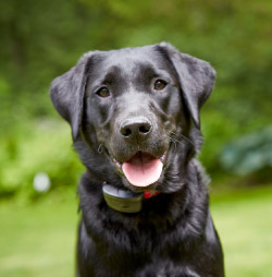 DogWatch Hidden Fences of Arizona, Gilbert, Arizona | SmartFence Contact Us Image