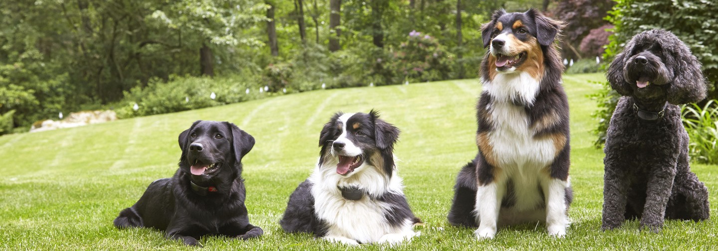 DogWatch Hidden Fences of Arizona, Gilbert, Arizona | Support Footer Image Image