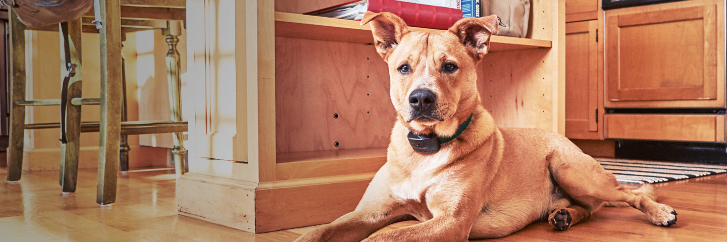 DogWatch Hidden Fences of Arizona, Gilbert, Arizona | Indoor Pet Fences Slider Image